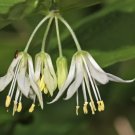 10 Seeds HOOKERS FAIRYBELLS Drops of Gold Prosartes Disporum Hookeri Flower