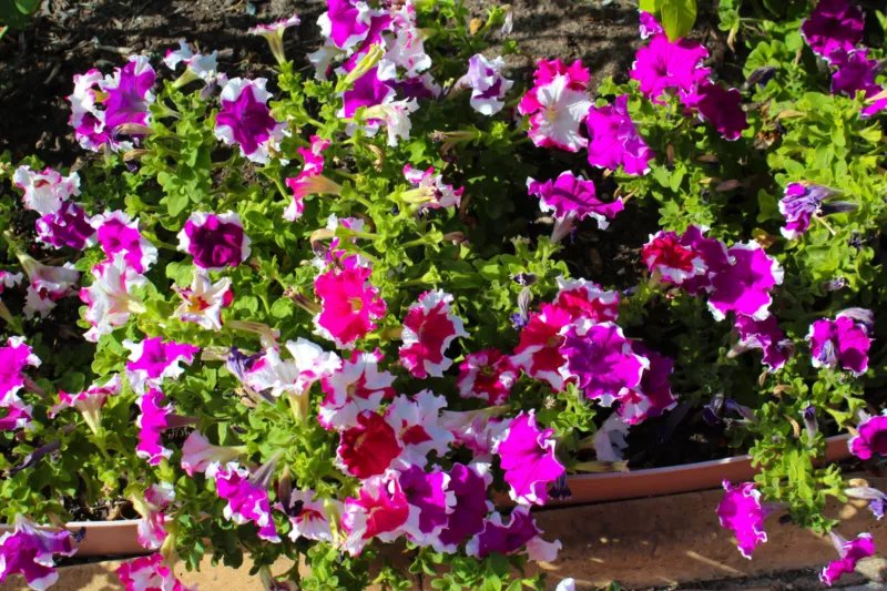 50 Seeds PICOTEE PETUNIA Multiflora Mixed Colors Bicolor Blue Purple Red Flower