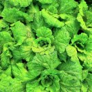 500 Seeds-lETTUCE LEAF BASIL Ocimum Basilicum Huge Leaves Herb ping
