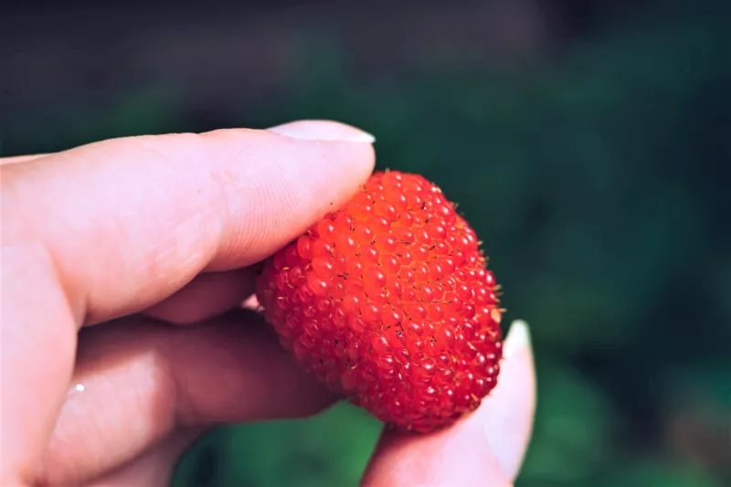 20 Seeds AUSTRALIAN RASPBERRY Queensland Atherton Rubus Probus Berry Fruit Shrub