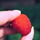 20 Seeds AUSTRALIAN RASPBERRY Queensland Atherton Rubus Probus Berry Fruit Shrub