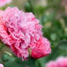 300 Seeds Organic ROSE PEONY POPPY Pink Papaver Peoniflorum Flower 300 Seeds Organic ROSE PEONY POPPY Pink Papaver Peoniflorum Flower