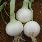 200 Seeds White Spanish Sweet Onion Vegetable Heirloom