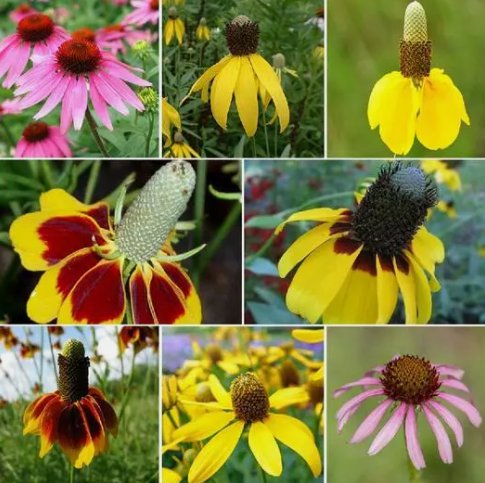 500 Seeds Coneflower Conehead Mix Echinacea Vegetable Heirloom