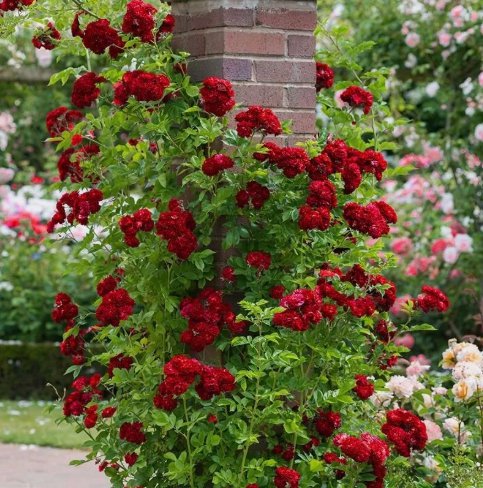 20 Seeds Crimson Red Rare Climber Climbing Rose Bud Flower Vegetable Heirloom