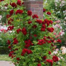 20 Seeds Crimson Red Rare Climber Climbing Rose Bud Flower Vegetable Heirloom