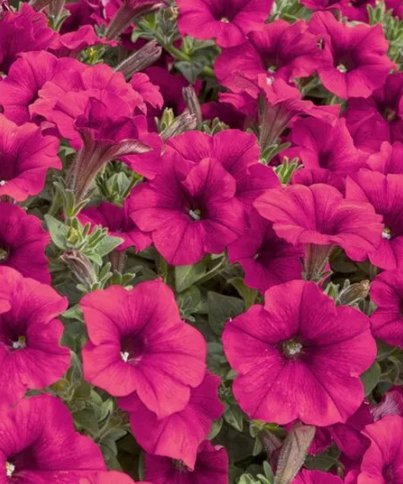 20 Seeds Tidal Wave Cherry * Trailing Petunia * Pelleted Vegetable Heirloom