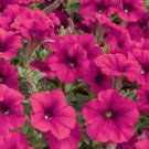 20 Seeds Tidal Wave Cherry * Trailing Petunia * Pelleted Vegetable Heirloom