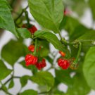 100 Seeds Dragons Breath Chili Pepper Vegetable Heirloom