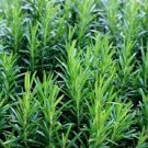 50 Seeds Premium Common Rosemary Herb Vegetable Heirloom