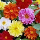 45 Seeds Dahlia Unwins Unwins Mix Vegetable Heirloom