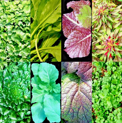 1000 Seeds Asian Leafy Mix Spring Microgreens Salad Vegetable Heirloom