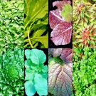 1000 Seeds Asian Leafy Mix Spring Microgreens Salad Vegetable Heirloom
