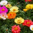 1000 Seeds Moss Rose Flower Portulaca Double Mix Vegetable Heirloom