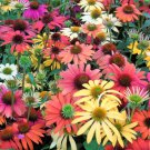 25 Seeds CHEYENNE SPIRIT CONEFLOWER Echinacea Orange Red Yellow Purp Pink Flower