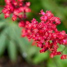100 Seeds Red VIVID CORAL BELLS Heuchera Sanguinea Scarlet Shade Flower