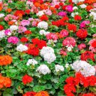 10 Seeds MIXED COLORS GERANIUM Pelargonium Zonale Pink Purple Red Salmon Flower 10 Seeds MIXED COLORS GERANIUM Pelargonium Zonale Pink Purple Red Salmon Flower