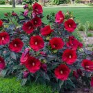 20 Seeds Organic Pre-Stratified Hardy Crimson Hibiscus Vegetable Heirloom