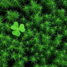 50 Seeds Irish Moss Groundcover Heath Pearlwort Sagina Subulata White Flower Vegetable Heirloom