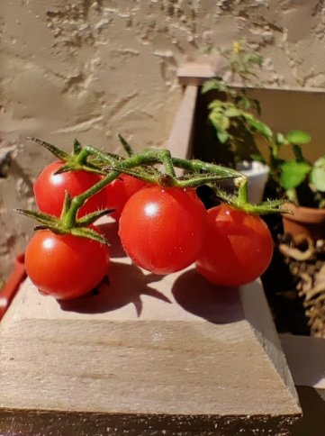 25 Seeds Wild Florida Everglade Tomato Non Gmo Vegetable Heirloom