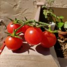 25 Seeds Wild Florida Everglade Tomato Non Gmo Vegetable Heirloom