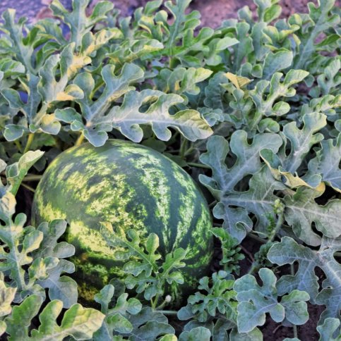 10 Seeds Jubilee Watermelon Fruit Non Gmo Vegetable Heirloom