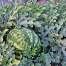 10 Seeds Jubilee Watermelon Fruit Non Gmo Vegetable Heirloom