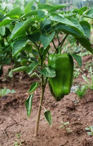 25 Seeds Emerald Giant Sweet Pepper Non Gmo Vegetable Heirloom