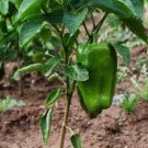 25 Seeds Emerald Giant Sweet Pepper Non Gmo Vegetable Heirloom