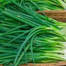 5 Seeds Evergreen Bunching Green Onion Non Gmo Vegetable Heirloom 5 Seeds Evergreen Bunching Green Onion Non Gmo Vegetable Heirloom