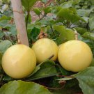 15 Seeds Golden Passion Fruit Sweet Granadilla Yellow Non Gmo Vegetable Heirloom