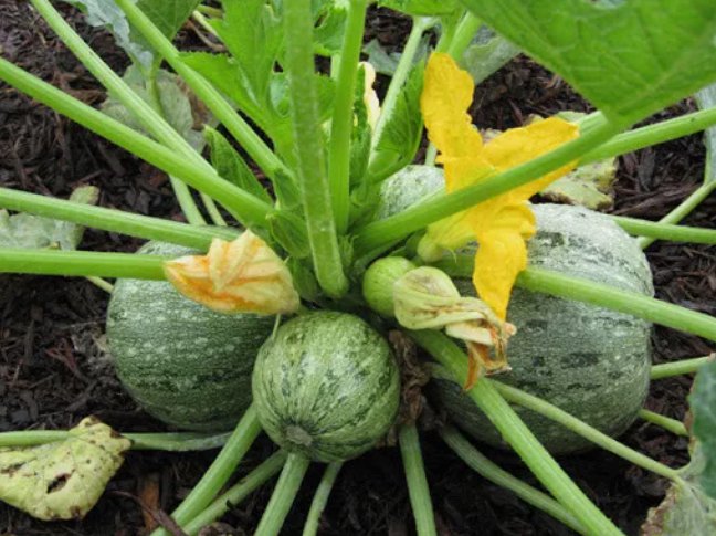 20 Seeds Round Zucchini Summer Squash Non Gmo Vegetable Heirloom