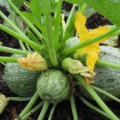 20 Seeds Round Zucchini Summer Squash Non Gmo Vegetable Heirloom