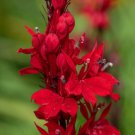 400 Seeds Cardinal Flower Lobelia Cardinalis / Hummingbird/ Red Flowers Non Gmo Vegetable Heirloom