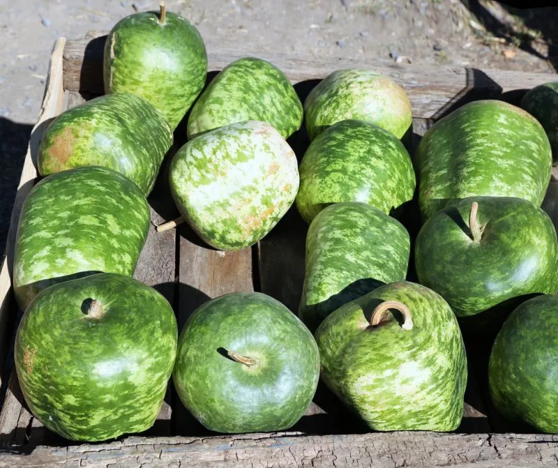 25 Seeds Small APPLE GOURD Cucurbita Pepo Ornamental Squash