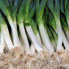 50 Seeds Carantan Leek Heirloom Non Gmo Easy To Grow