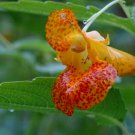 30 Seeds Jewelweed Impatiens Capensis TouchMeNot Heirloom Non Gmo Easy To Grow