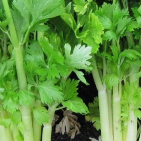 150 Seeds Golden Celery Heirloom Non Gmo Easy To Grow