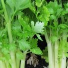 150 Seeds Golden Celery Heirloom Non Gmo Easy To Grow