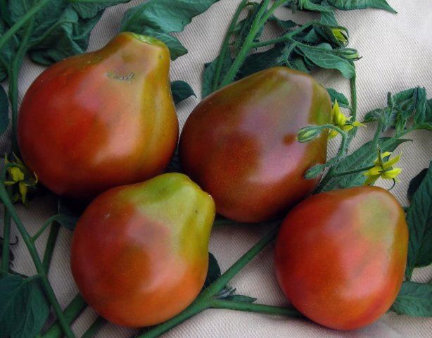 30 Seeds Black Truffle Tomato Heirloom Non Gmo Easy To Grow
