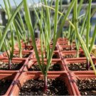 200 Seeds Onion Ruby Red Stem Scallion (Alllium cepa) Heirloom Non Gmo Easy To Grow 200 Seeds Onion Ruby Red Stem Scallion (Alllium cepa) Heirloom Non Gmo Easy To Grow