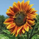 20 Seeds Autumn Beauty Mix Sunflower  Heirloom Non Gmo Easy To Grow