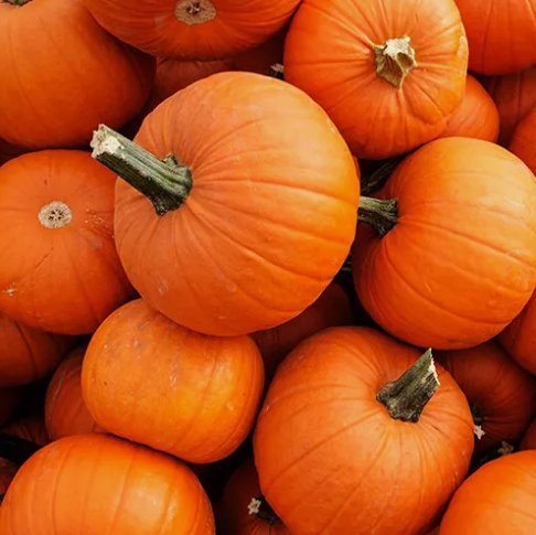 15 Seeds New England Pie Pumpkin Small Sugar Pie  Heirloom Non Gmo Easy To Grow