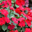 50 Seeds DWARF RED IMPATIENS Scarlet Walleriana Sun or Full Shade Flower  *FlatSH