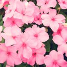 50 Seeds DWARF PINK IMPATIENS Walleriana Sun or Full Shade Flower ping