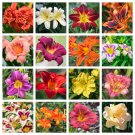 10 Seeds MIXED COLORS DAYLILY Hemerocallis Day Lily Fine Mix Red Purple Flower