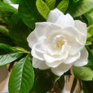 50 Seeds IA CAPE JASMINE Jasminoides Fragrant White Shrub Flower