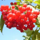 20 Seeds AMERICAN HIGHBUSH CRANBERRY Viburnum Trilobum Red Fruit White Flr Shrub