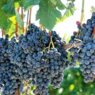 10 Seeds Purple CONCORD GRAPE Fruit Vine Vitis-labrusca White Flower