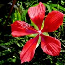 10 Seeds Red TEXAS STAR HIBISCUS Coccineus Scarlet Rosemallow Flower